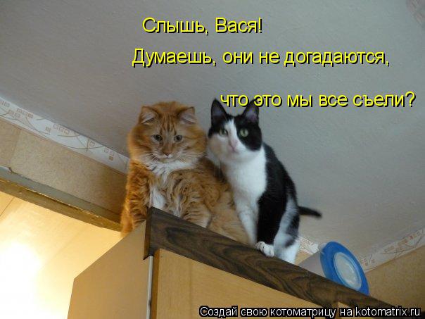 Слышь, Вася! Думаешь, они не догадаются, что это мы все съели?... Котоматрица: Слышь, Вася! Думаешь, они не догадаются, что это мы все съели?