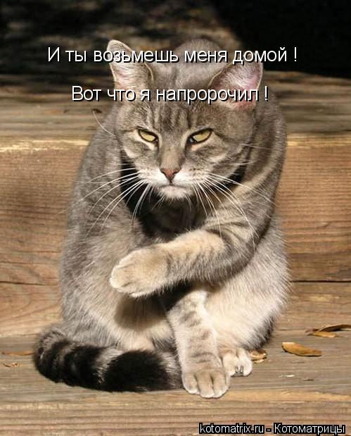 И ты возьмешь меня домой ! Вот что я напророчил !... Котоматрица: И ты возьмешь меня домой ! Вот что я напророчил !