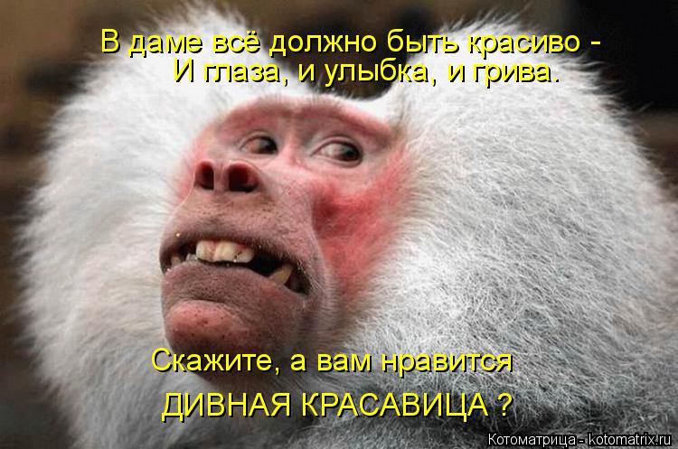 В даме всё должно быть красиво - И глаза, и улыбка, и грива. Скажите, а вам нравится ДИВНАЯ КРАСАВИЦА... Котоматрица: В даме всё должно быть красиво - И глаза, и улыбка, и грива. Скажите, а вам нравится ДИВНАЯ КРАСАВИЦА ?