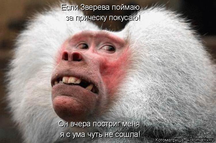 Если Зверева поймаю за прическу покусаю! Он вчера постриг меня я с ума чуть не сошла!... Котоматрица: Если Зверева поймаю за прическу покусаю! Он вчера постриг меня я с ума чуть не сошла!