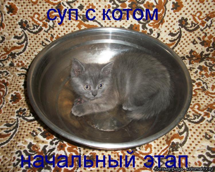суп с котом начальный этап... Котоматрица: суп с котом начальный этап