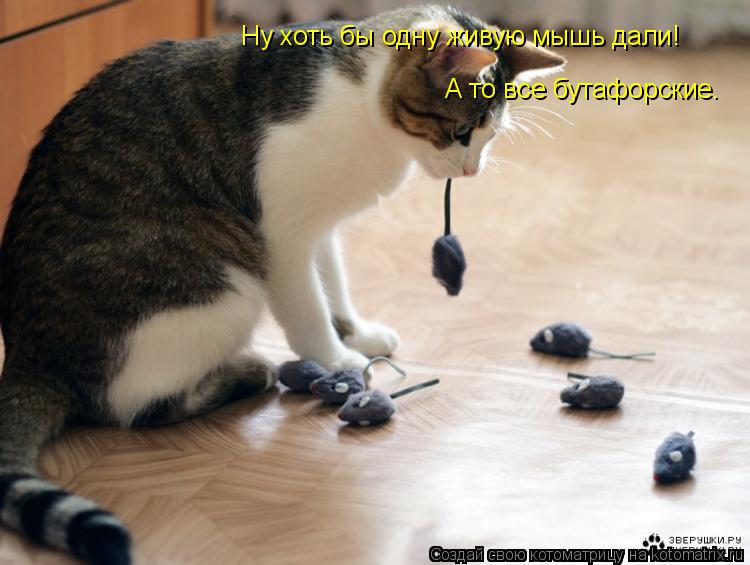 Ну хоть бы одну живую мышь дали! А то все бутафорские.... Котоматрица: Ну хоть бы одну живую мышь дали! А то все бутафорские.