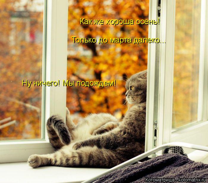 Как же хороша осень! Только до марта далеко... Ну ничего! Мы подождем!... Котоматрица: Как же хороша осень! Только до марта далеко... Ну ничего! Мы подождем!