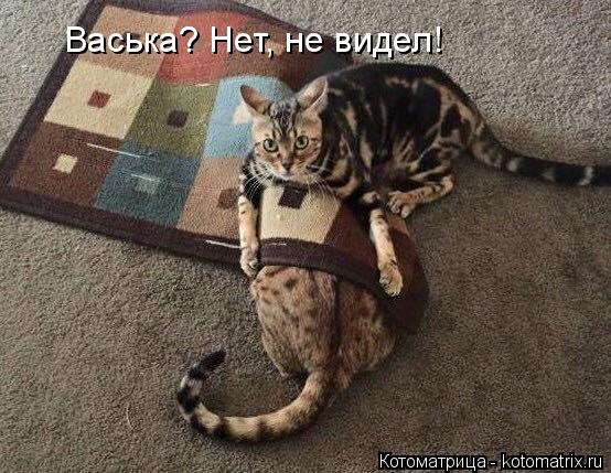 Васька? Нет, не видел!... Котоматрица: Васька? Нет, не видел!