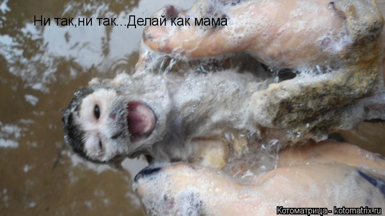 Ни так,ни так...Делай как мама... Котоматрица: Ни так,ни так...Делай как мама