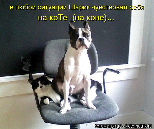 в любой ситуации Шарик чувствовал себя на коТе (на коне)...... Котоматрица: в любой ситуации Шарик чувствовал себя на коТе (на коне)...