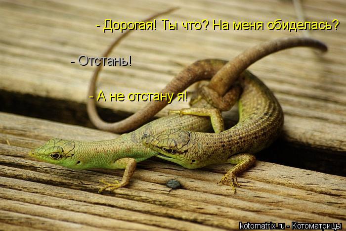 - Дорогая! Ты что? На меня обиделась? - Отстань! - А не отстану я!... Котоматрица: - Дорогая! Ты что? На меня обиделась? - Отстань! - А не отстану я!