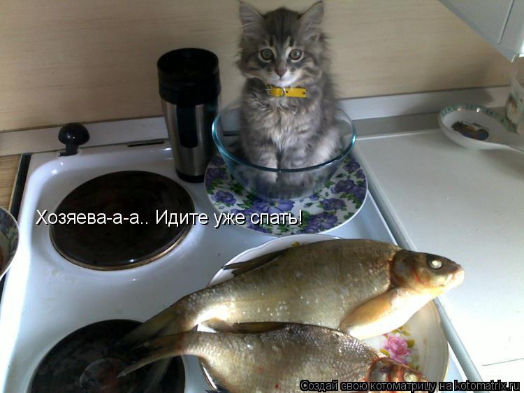 Хозяева-а-а.. Идите уже спать!... Котоматрица: Хозяева-а-а.. Идите уже спать!
