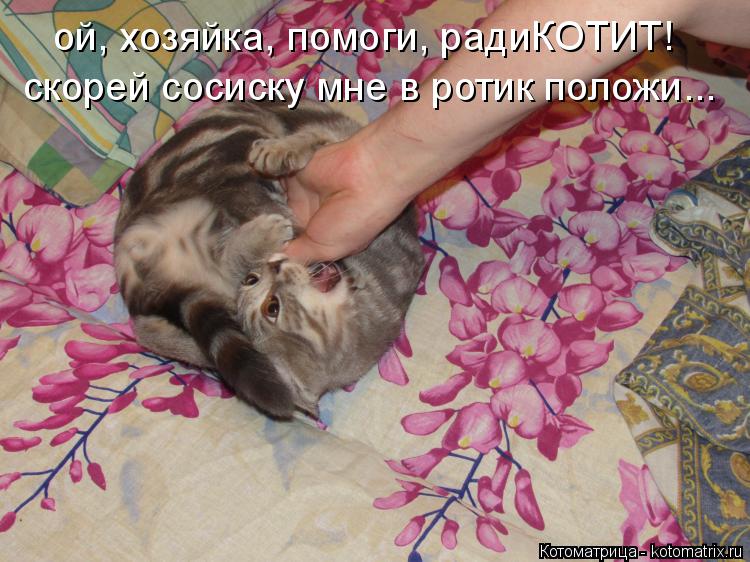 ой, хозяйка, помоги, радиКОТИТ! скорей сосиску мне в ротик положи...... Котоматрица: ой, хозяйка, помоги, радиКОТИТ! скорей сосиску мне в ротик положи...