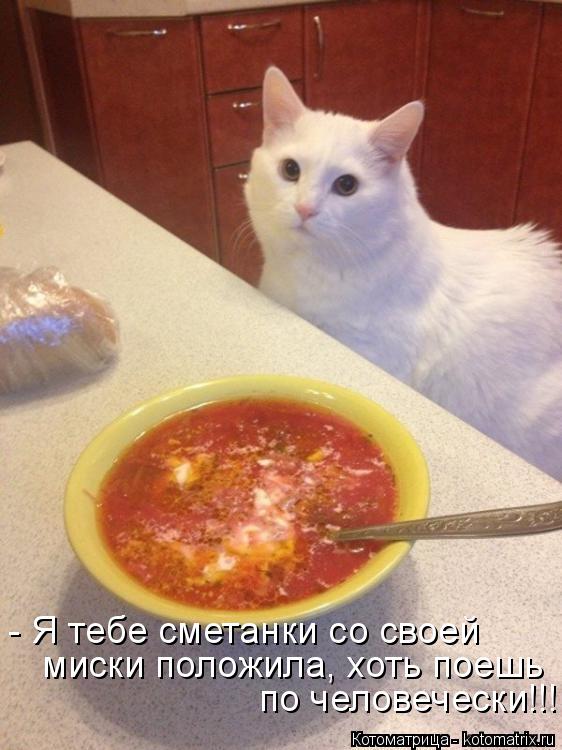 - Я тебе сметанки со своей миски положила, хоть поешь по человечески!!!... Котоматрица: - Я тебе сметанки со своей миски положила, хоть поешь по человечески!!!