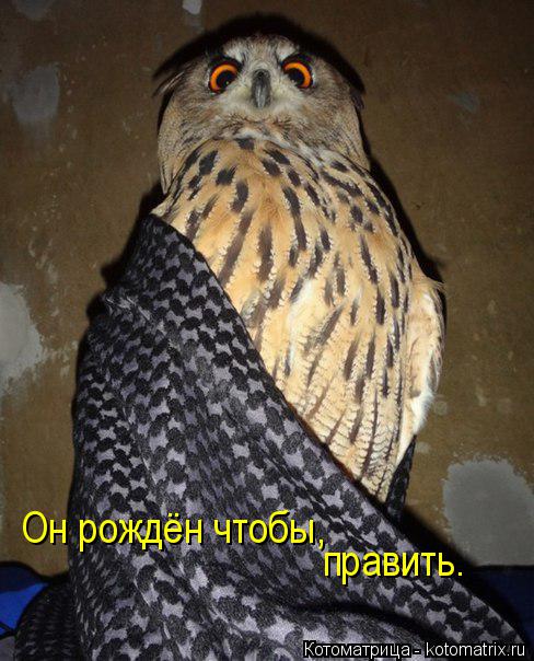 Он рождён чтобы, править.... Котоматрица: Он рождён чтобы, править.