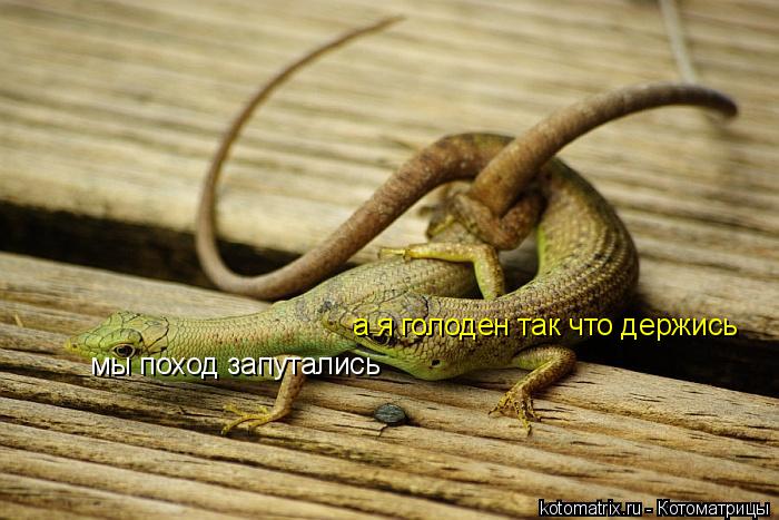 мы поход запутались а я голоден так что держись... Котоматрица: мы поход запутались а я голоден так что держись