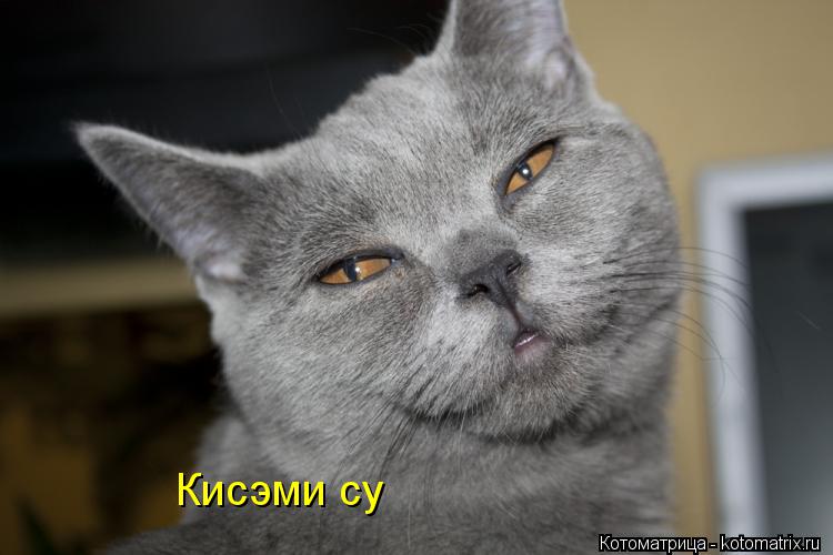 Кисэми су... Котоматрица: Кисэми су