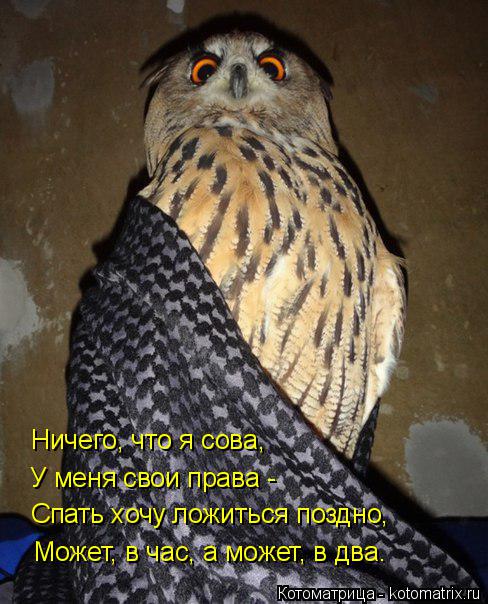 Ничего, что я сова, У меня свои права - Спать хочу ложиться поздно, Может, в час, а может, в два.... Котоматрица: Ничего, что я сова, У меня свои права - Спать хочу ложиться поздно, Может, в час, а может, в два.