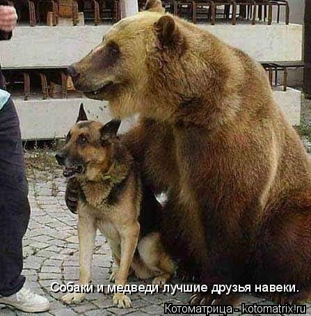 Собаки и медведи лучшие друзья навеки.... Котоматрица: Собаки и медведи лучшие друзья навеки.