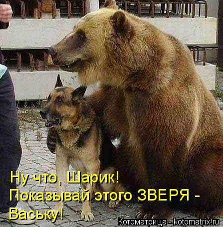 Ну что, Шарик! Показывай этого ЗВЕРЯ - Ваську!... Котоматрица: Ну что, Шарик! Показывай этого ЗВЕРЯ - Ваську!