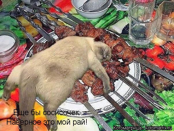 Наверное это мой рай! Еще бы сосисочек...... Котоматрица: Наверное это мой рай! Еще бы сосисочек...