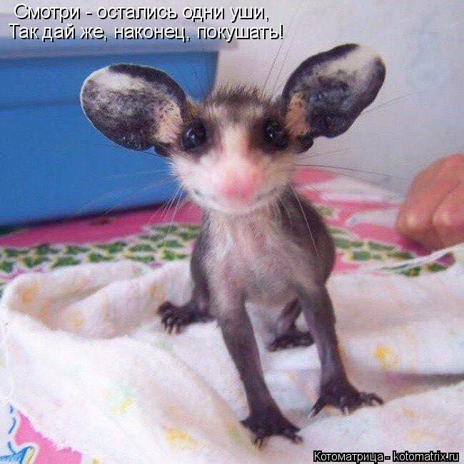Смотри - остались одни уши, Так дай же, наконец, покушать!... Котоматрица: Смотри - остались одни уши, Так дай же, наконец, покушать!