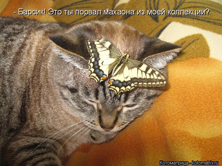 - Барсик! Это ты порвал махаона из моей коллекции?... Котоматрица: - Барсик! Это ты порвал махаона из моей коллекции?