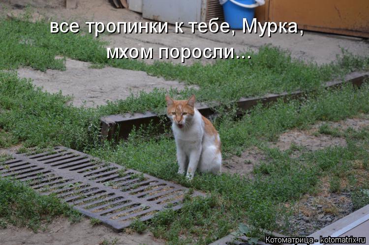 все тропинки к тебе, Мурка, мхом поросли...... Котоматрица: все тропинки к тебе, Мурка, мхом поросли...