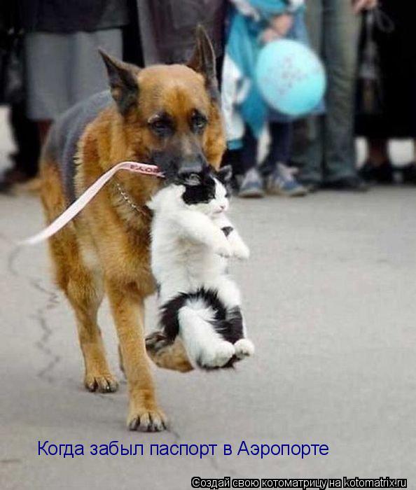 Когда забыл паспорт в Аэропорте... Котоматрица: Когда забыл паспорт в Аэропорте