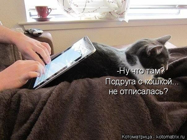 -Ну что там? Подруга с кошкой... не отписалась?... Котоматрица: -Ну что там? Подруга с кошкой... не отписалась?