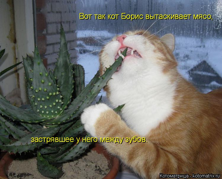 Вот так кот Борис вытаскивает мясо, застрявшее у него между зубов.... Котоматрица: Вот так кот Борис вытаскивает мясо, застрявшее у него между зубов.