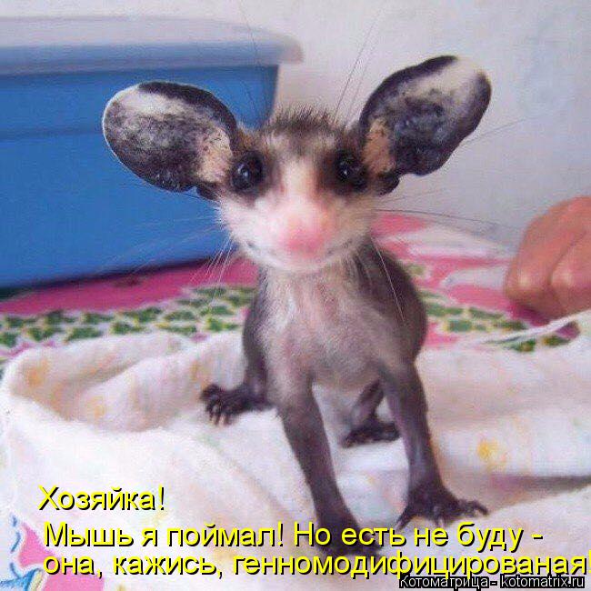 Хозяйка! Мышь я поймал! Но есть не буду - она, кажись, генномодифицированая!... Котоматрица: Хозяйка! Мышь я поймал! Но есть не буду - она, кажись, генномодифицированая!