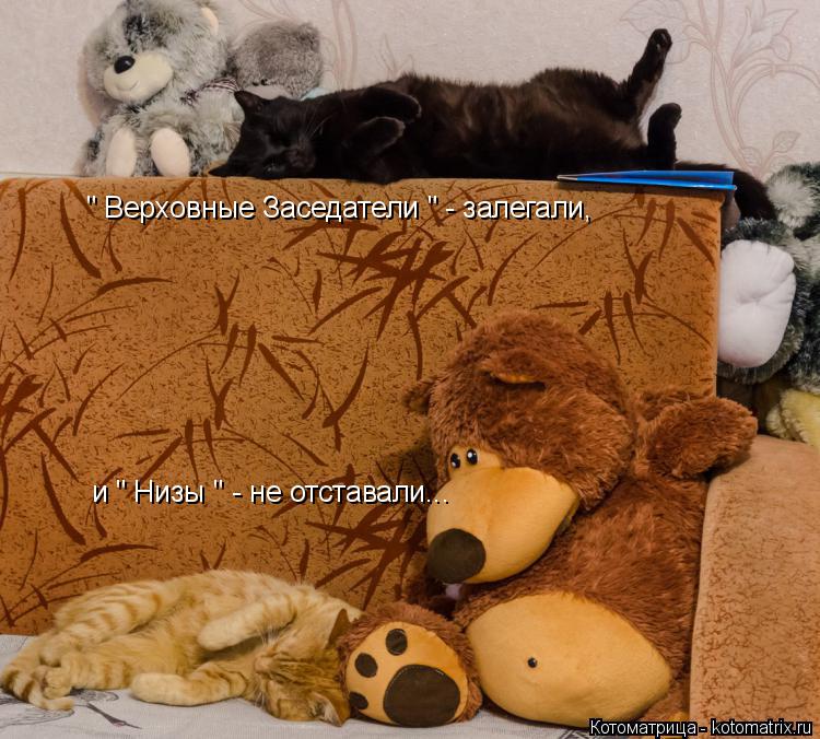 " Верховные Заседатели " - залегали, и " Низы " - не отставали...... Котоматрица: " Верховные Заседатели " - залегали, и " Низы " - не отставали...