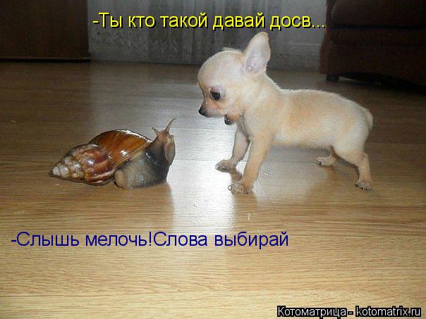 -Ты кто такой давай досв... -Слышь мелочь!Слова выбирай... Котоматрица: -Ты кто такой давай досв... -Слышь мелочь!Слова выбирай