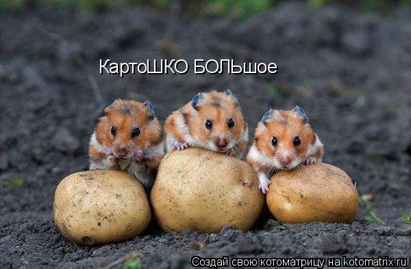 КартоШКО БОЛЬшое... Котоматрица: КартоШКО БОЛЬшое