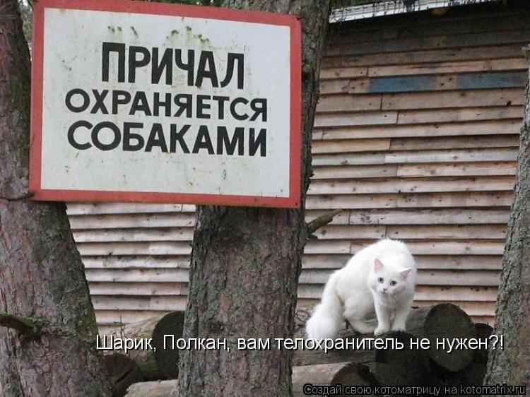 Шарик, Полкан, вам телохранитель не нужен?!... Котоматрица: Шарик, Полкан, вам телохранитель не нужен?!