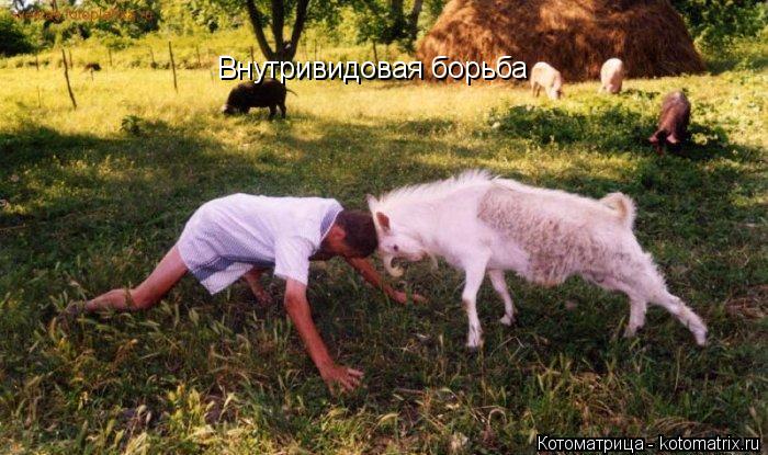 Внутривидовая борьба... Котоматрица: Внутривидовая борьба