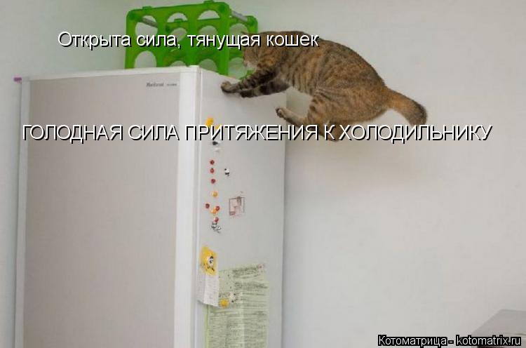 Открыта сила, тянущая кошек ГОЛОДНАЯ СИЛА ПРИТЯЖЕНИЯ К ХОЛОДИЛЬНИКУ... Котоматрица: Открыта сила, тянущая кошек ГОЛОДНАЯ СИЛА ПРИТЯЖЕНИЯ К ХОЛОДИЛЬНИКУ