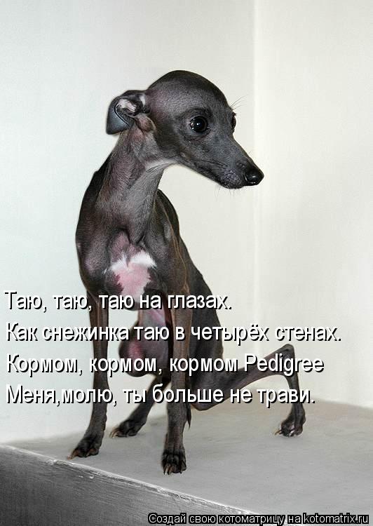 Таю, таю, таю на глазах. Как снежинка таю в четырёх стенах. Кормом, кормом, кормом Pedigree Меня,молю... Котоматрица: Таю, таю, таю на глазах. Как снежинка таю в четырёх стенах. Кормом, кормом, кормом Pedigree Меня,молю, ты больше не трави.