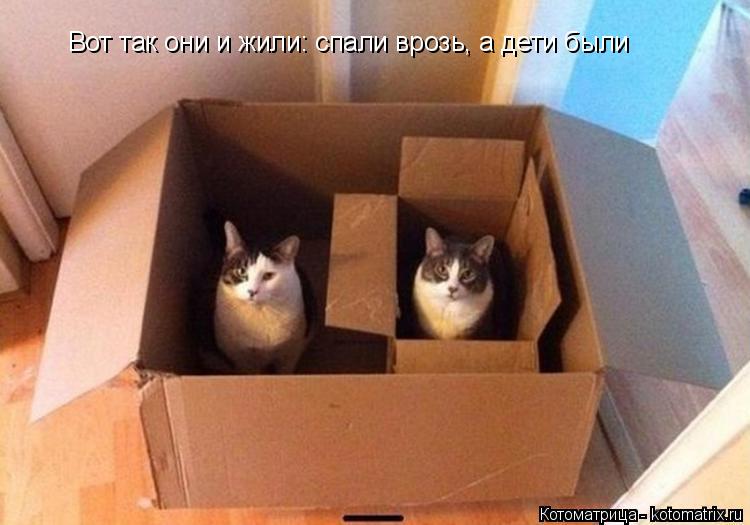 Вот так они и жили: спали врозь, а дети были... Котоматрица: Вот так они и жили: спали врозь, а дети были
