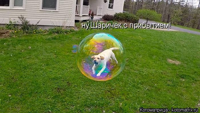 ну,Шаричек,с прибытием!... Котоматрица: ну,Шаричек,с прибытием!