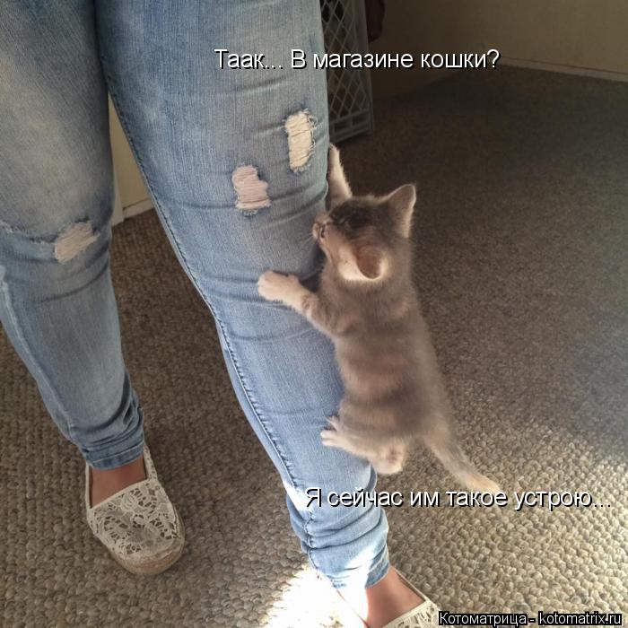 Котоматрица: Таак... В магазине кошки? Я сейчас им такое устрою...