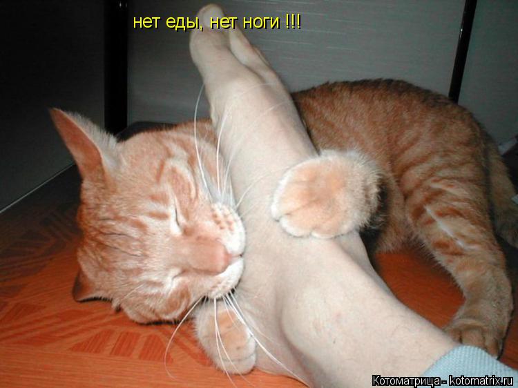 нет еды, нет ноги !!!... Котоматрица: нет еды, нет ноги !!!