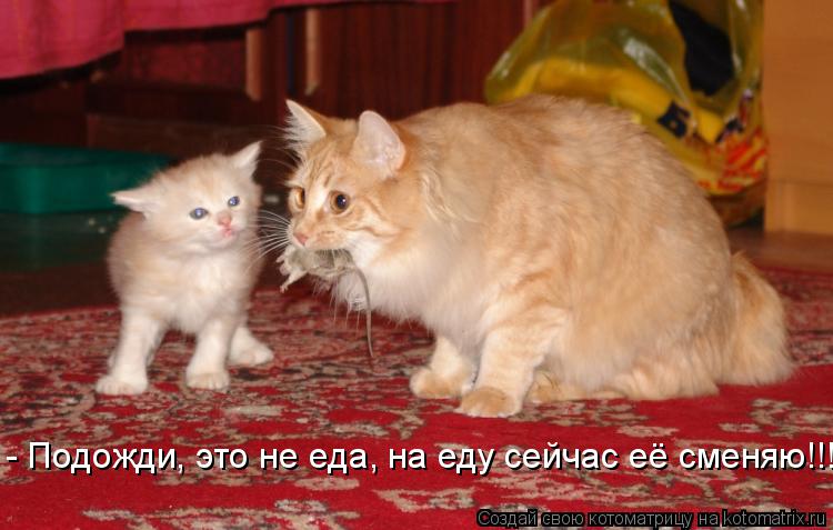 - Подожди, это не еда, на еду сейчас её сменяю!!!... Котоматрица: - Подожди, это не еда, на еду сейчас её сменяю!!!