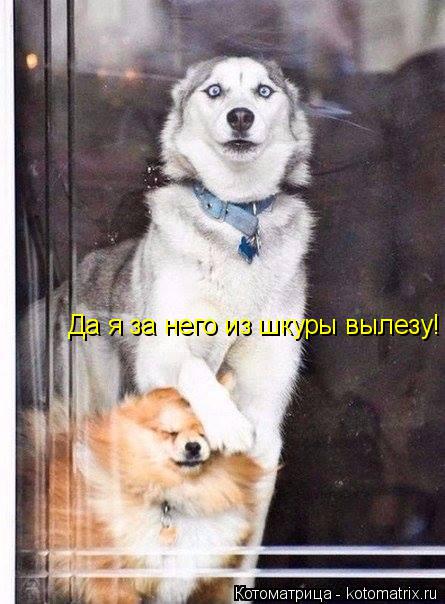 Да я за него из шкуры вылезу!... Котоматрица: Да я за него из шкуры вылезу!