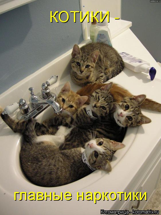 КОТИКИ - главные наркотики... Котоматрица: КОТИКИ - главные наркотики