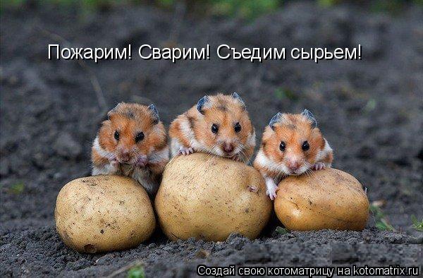 Пожарим! Сварим! Съедим сырьем!... Котоматрица: Пожарим! Сварим! Съедим сырьем!