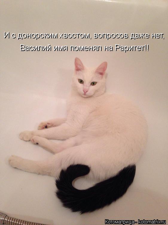 И с донорским хвостом, вопросов даже нет, Василий имя поменял на Раритет!!... Котоматрица: И с донорским хвостом, вопросов даже нет, Василий имя поменял на Раритет!!