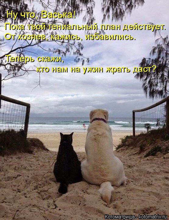 Ну что, Васька! Пока твой гениальный план действует. От хозяев, кажись, избавились. Теперь скажи, к... Котоматрица: Ну что, Васька! Пока твой гениальный план действует. От хозяев, кажись, избавились. Теперь скажи, кто нам на ужин жрать даст?