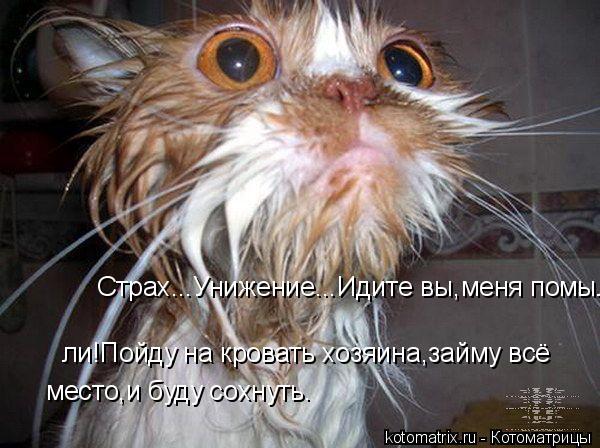 Страх...Унижение...Идите вы,меня помыли! ли!Пойду на кровать хозяина,займу всё место,и буду сохнуть.... Котоматрица: Страх...Унижение...Идите вы,меня помыли! ли!Пойду на кровать хозяина,займу всё место,и буду сохнуть.