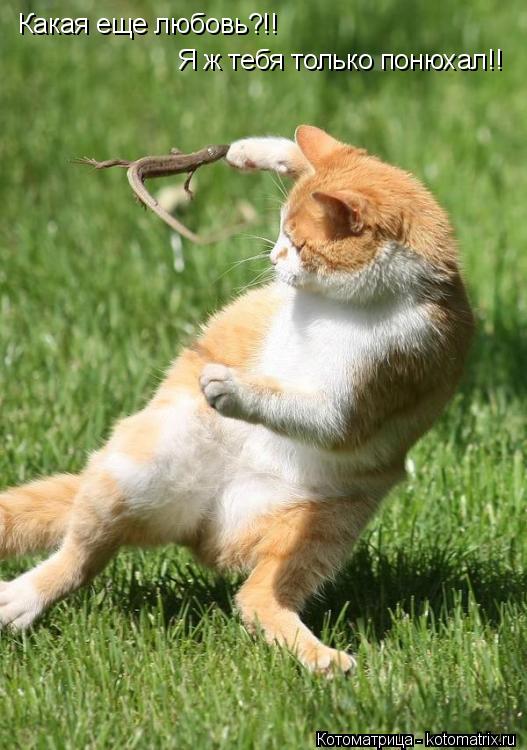Какая еще любовь?!! Я ж тебя только понюхал!!... Котоматрица: Какая еще любовь?!! Я ж тебя только понюхал!!