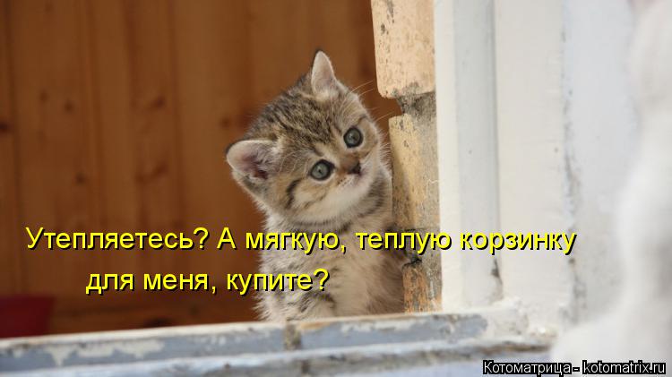 Утепляетесь? А мягкую, теплую корзинку для меня, купите?... Котоматрица: Утепляетесь? А мягкую, теплую корзинку для меня, купите?