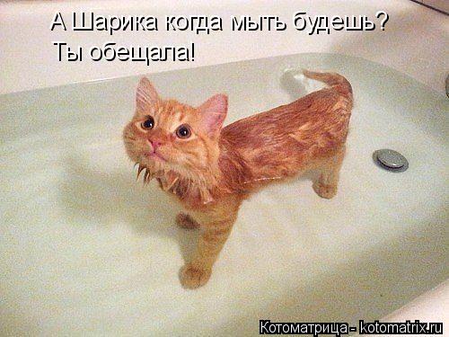 А Шарика когда мыть будешь? Ты обещала!... Котоматрица: А Шарика когда мыть будешь? Ты обещала!