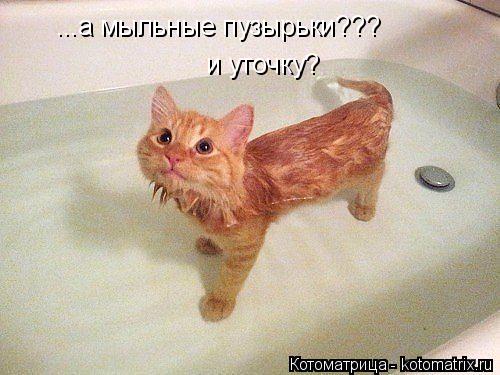 ...а мыльные пузырьки??? и уточку?... Котоматрица: ...а мыльные пузырьки??? и уточку?
